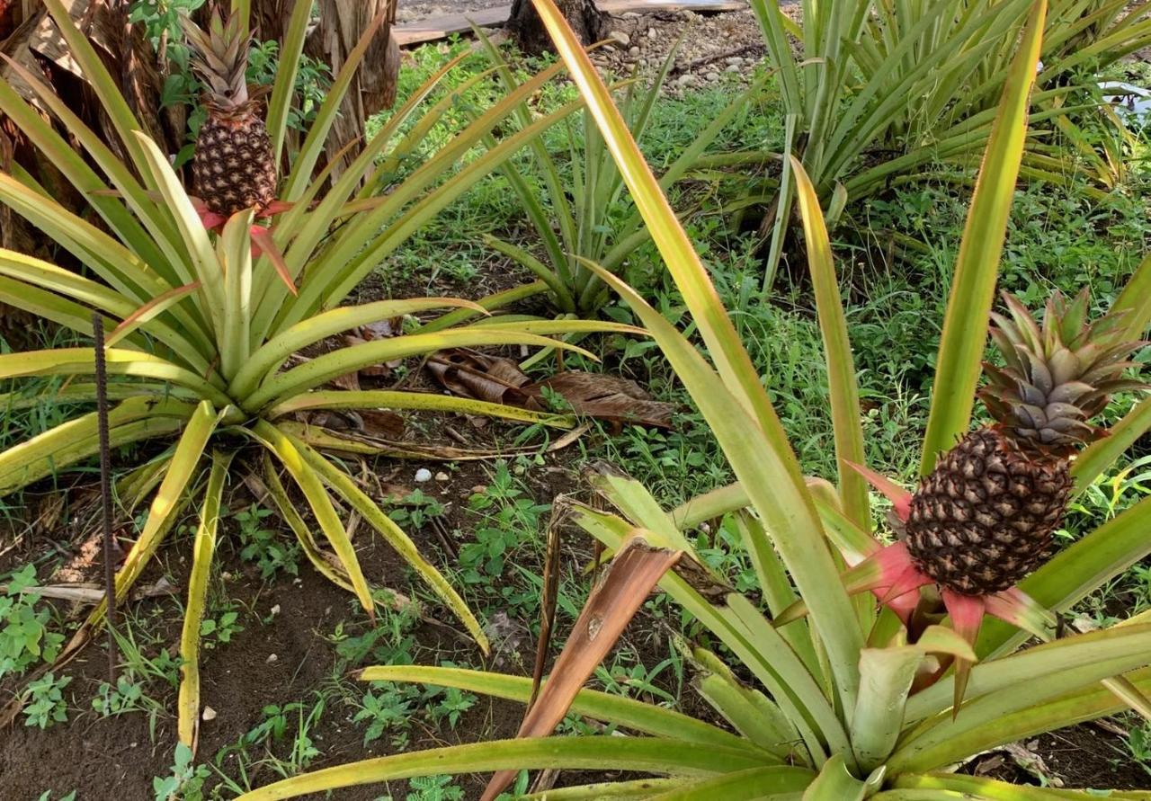 Green Queendom Farm And Lodging Oracabessa Extérieur photo