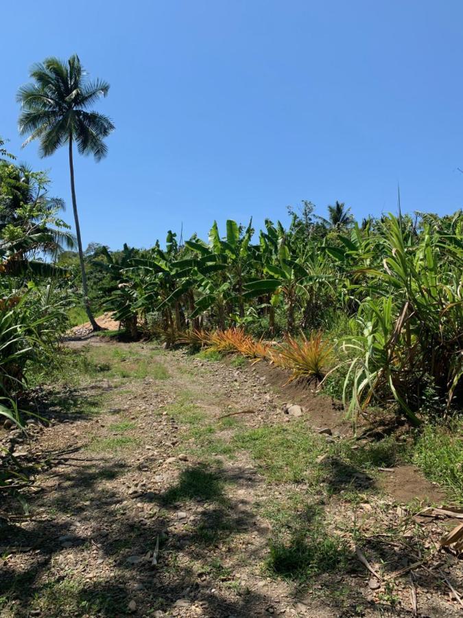 Green Queendom Farm And Lodging Oracabessa Extérieur photo