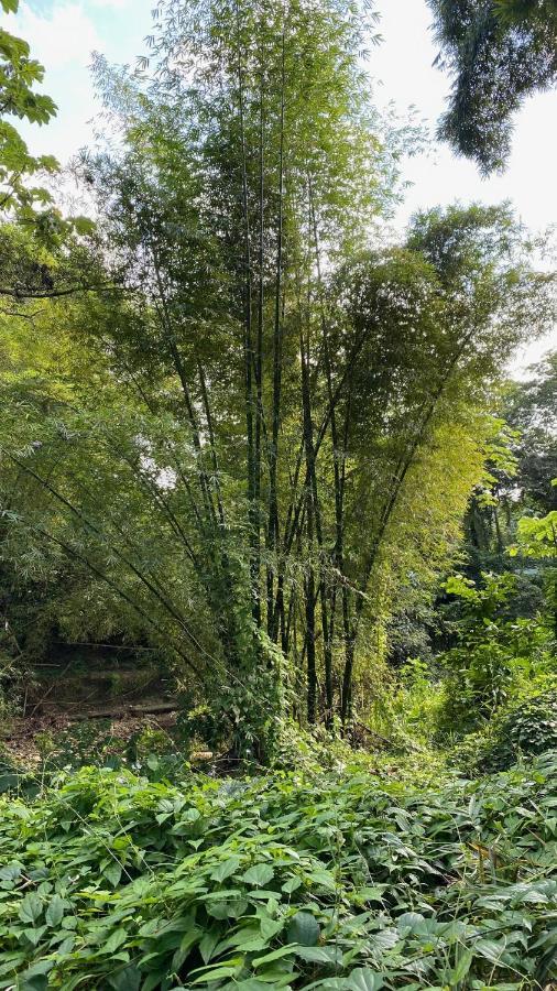 Green Queendom Farm And Lodging Oracabessa Extérieur photo